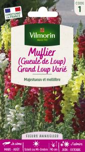 Muflier (Gueule de Loup) Grand Loup Varié